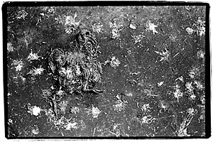 dead pigeon