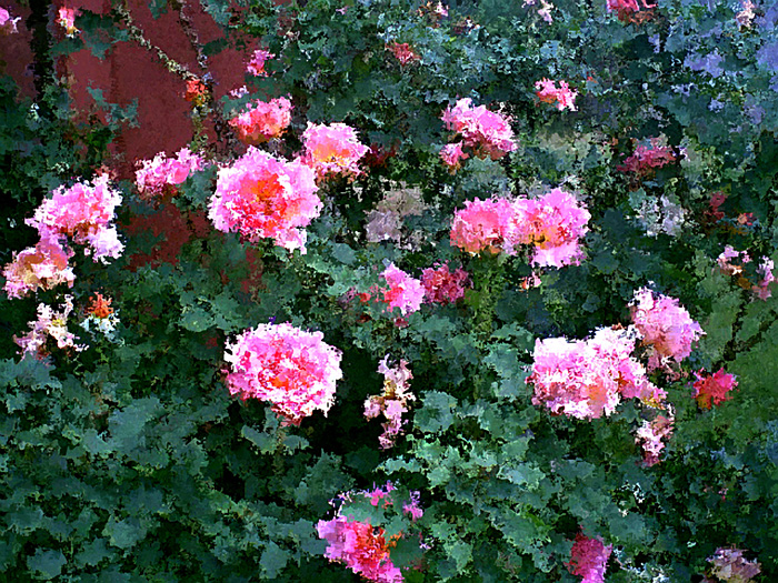 rosebush