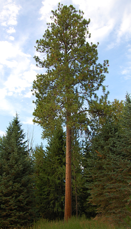 Ponderosa Pine